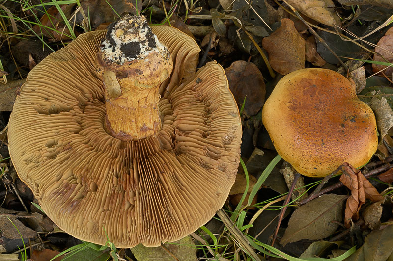 Cortinarius (subgenus Phlegmacium) majusculus